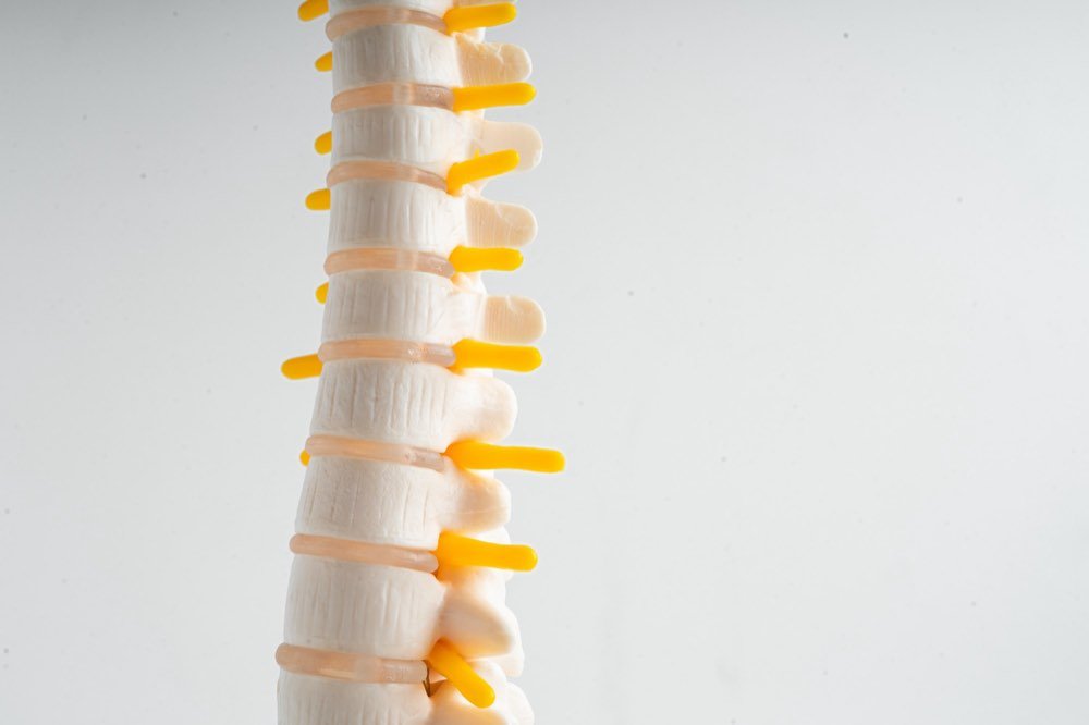 Lumbar spine anatomical model representing intrathecal injection therapy at Stem Core in Tijuana